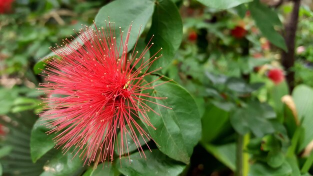 Close-up di un fiore rosso