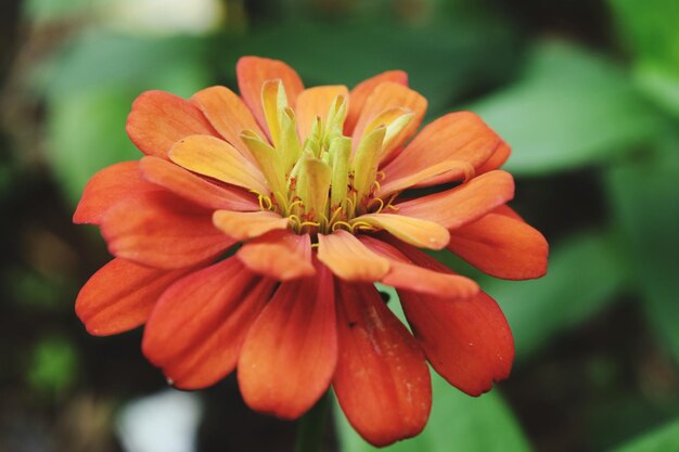 Close-up di un fiore rosso