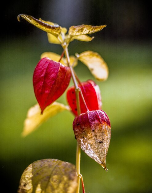 Close-up di un fiore rosso