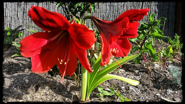 Close-up di un fiore rosso