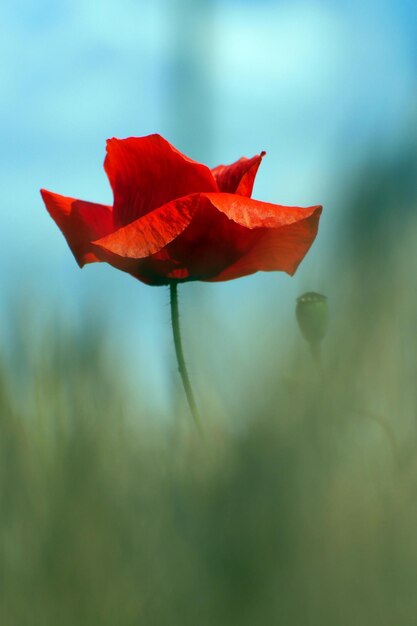 Close-up di un fiore rosso