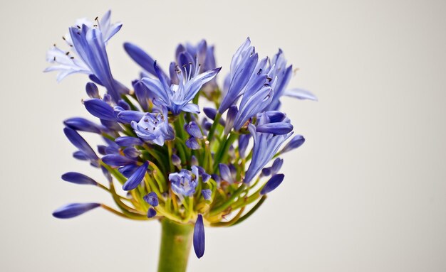 Close-up di un fiore su uno sfondo grigio