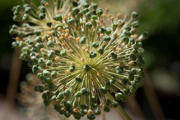 Close-up di un fiore sullo sfondo sfocato