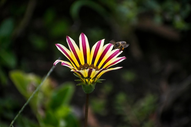 Close-up di un fiore sullo sfondo sfocato