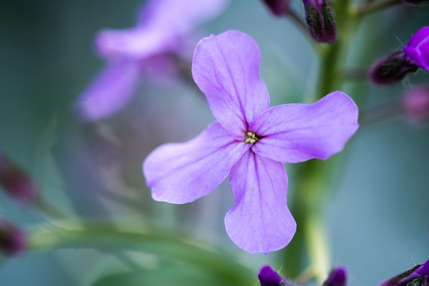 Close-up di un fiore viola che fiorisce all'aperto