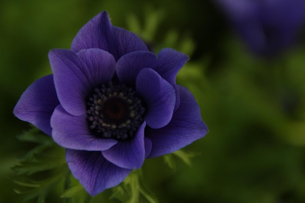 Close-up di un fiore viola che fiorisce all'aperto