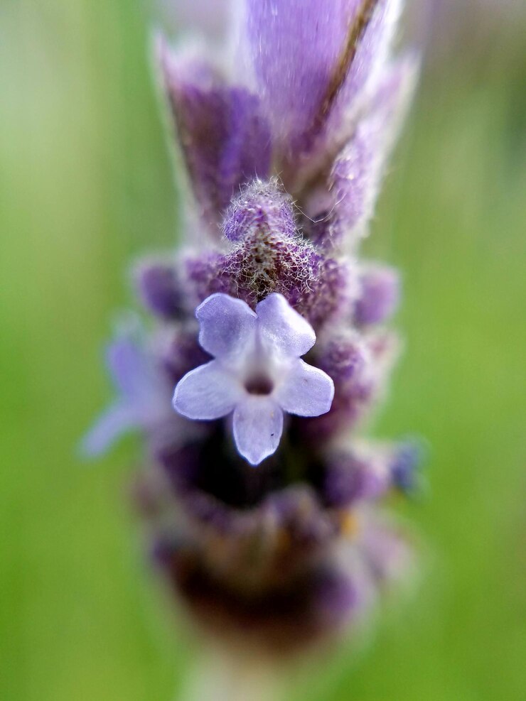 Foto close-up di un fiore viola che fiorisce all'aperto
