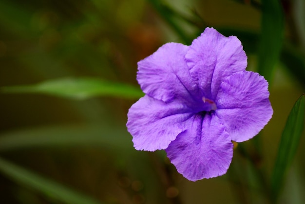 Close-up di un fiore viola che fiorisce all'aperto