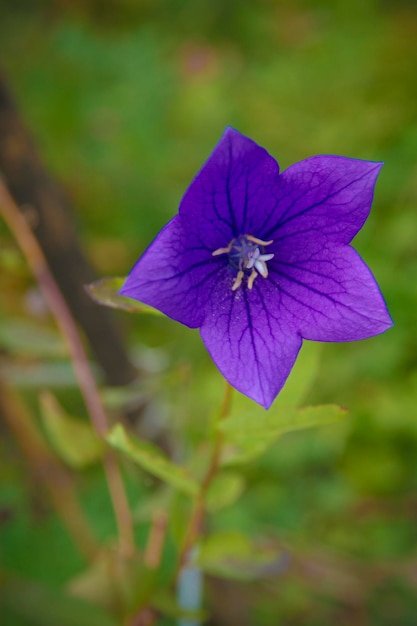 Close-up di un fiore viola che fiorisce all'aperto