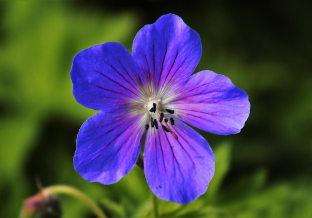 Close-up di un fiore viola che fiorisce all'aperto