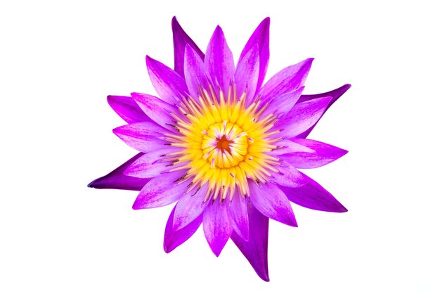 Close-up di un fiore viola su uno sfondo bianco