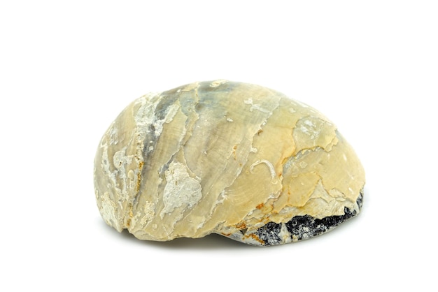 Close-up di un fossile di ostre sulla roccia su uno sfondo bianco