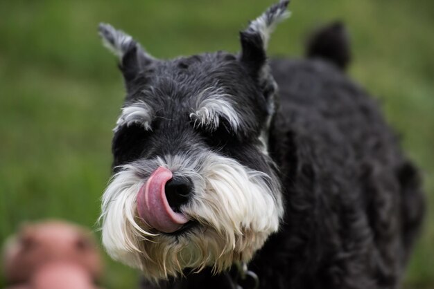 Close-up di un fox terrier sul campo