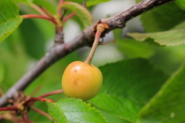 Close-up di un frutto che cresce sull'albero