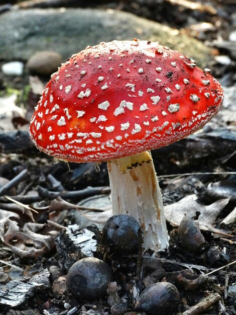 Close-up di un fungo agarico a mosca che cresce sul campo