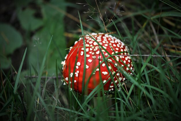 Close-up di un fungo agarico a mosca che cresce sul campo