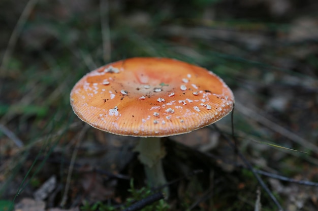 Close-up di un fungo che cresce sul campo in foresta