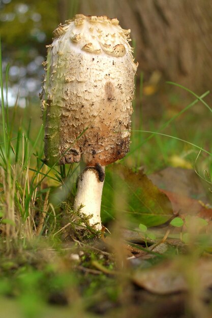 Close-up di un fungo che cresce sul campo