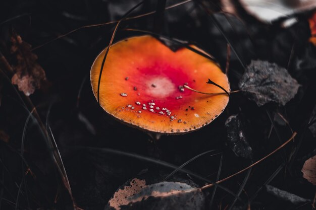 Close-up di un fungo rosso sul campo