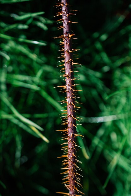Close-up di un gambo spinoso di una pianta in vista