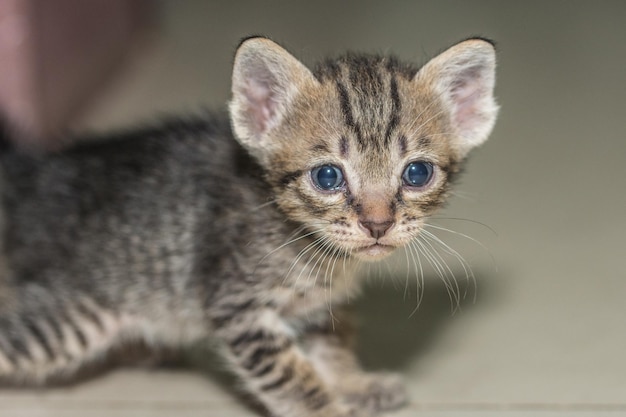 Close-up di un gattino carino che guarda da un'altra parte