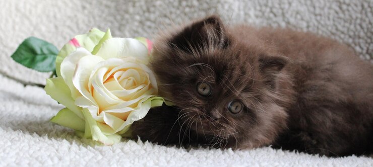 Foto close-up di un gattino marrone da rose on rug