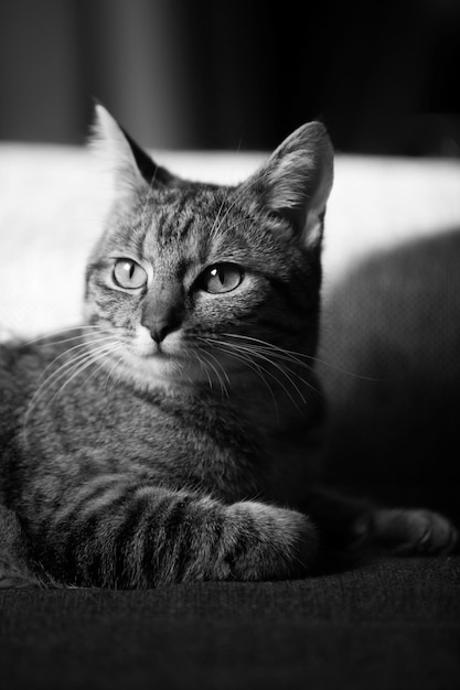Close-up di un gatto a casa