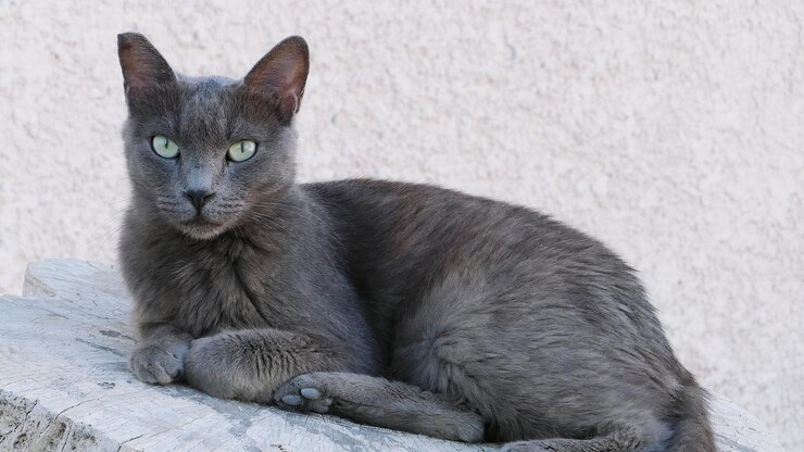 Foto close-up di un gatto all'aperto