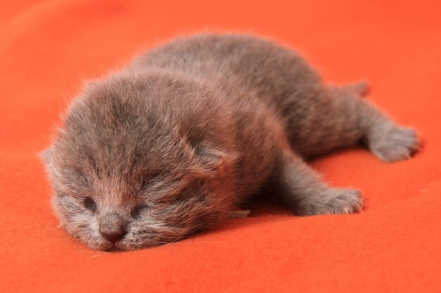 Close-up di un gatto che dorme