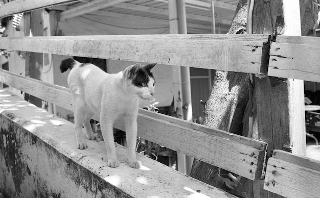 Close-up di un gatto che guarda altrove