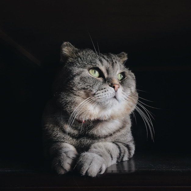 Close-up di un gatto che guarda altrove