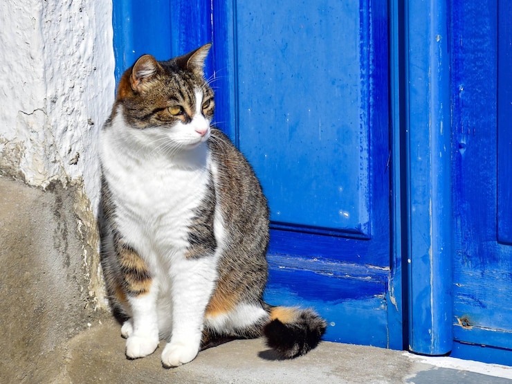 Foto close-up di un gatto che guarda attraverso la finestra