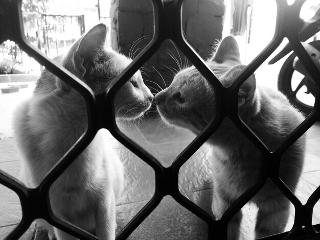 Close-up di un gatto che guarda attraverso la recinzione