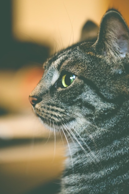 Close-up di un gatto che guarda da un'altra parte