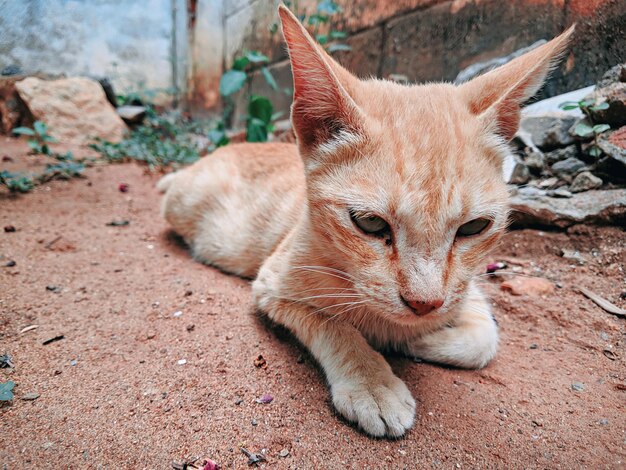 Close-up di un gatto che guarda da un'altra parte