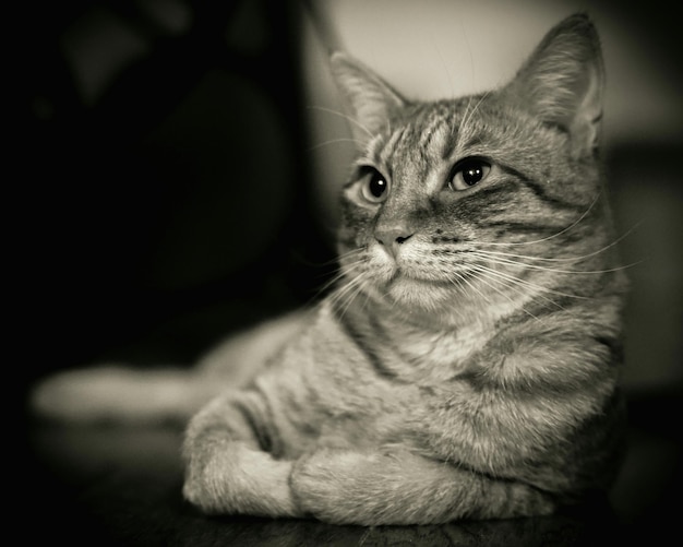 Close-up di un gatto che guarda da un'altra parte