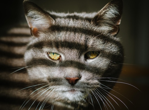 Close-up di un gatto che guarda lontano all'interno