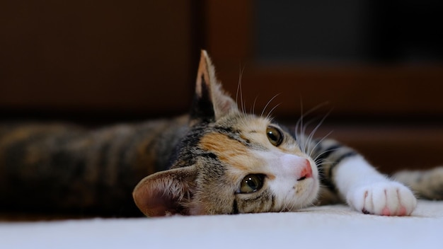 Close-up di un gatto che riposa sul letto