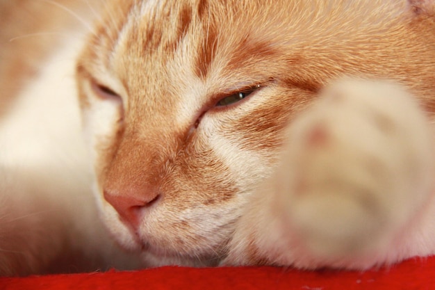 Close-up di un gatto che si rilassa a casa