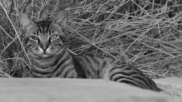 Close-up di un gatto che si riposa sul campo