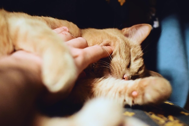 Close-up di un gatto che tocca la mano