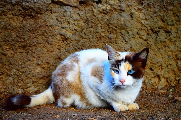 Close-up di un gatto con gli occhi blu contro la parete