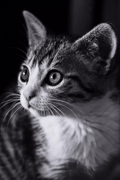 Close-up di un gatto nella camera oscura