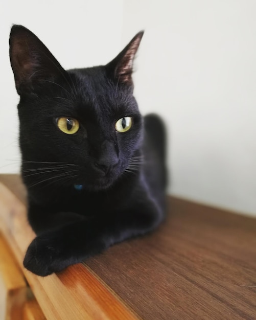Close-up di un gatto nero che riposa su un tavolo di legno contro la parete