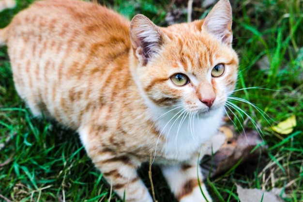 Close-up di un gatto rosso
