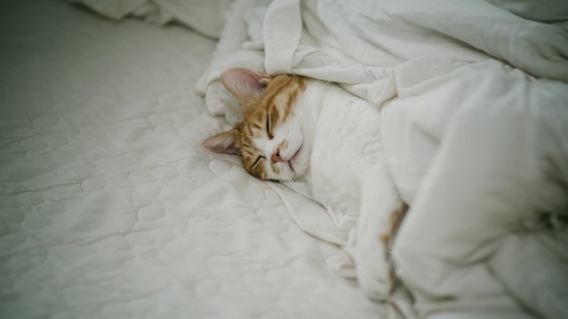 Close-up di un gatto sdraiato sul letto