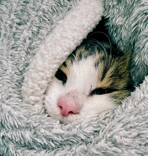 Close-up di un gatto sdraiato sul letto