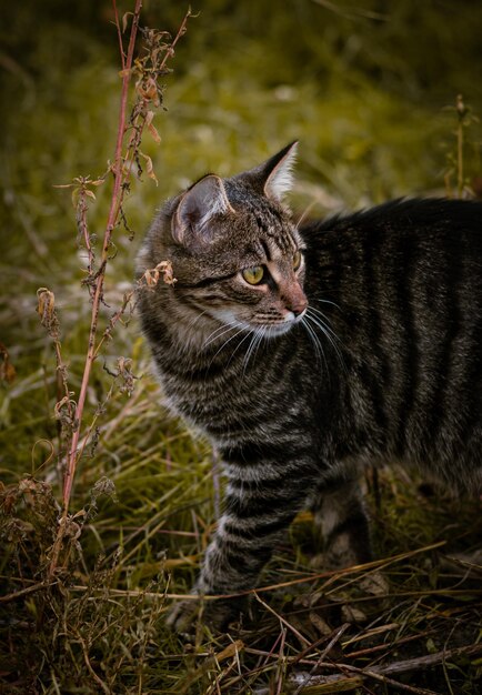 Close-up di un gatto sul campo