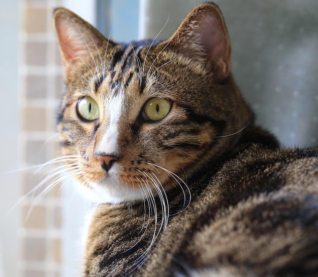 Close-up di un gatto tabby vicino alla finestra di casa