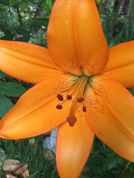 Close-up di un giglio arancione in fiore all'aperto